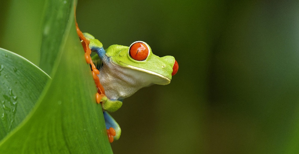 Red Eyed Tree Frog Costa Rica Touring