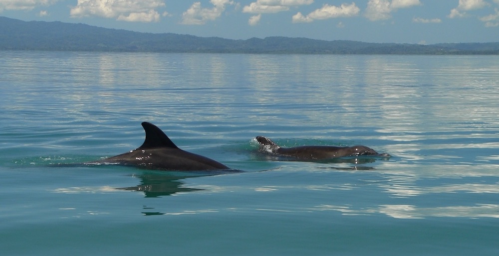 Dolphins in Equis Bay Golfo Dulce Costa Rica