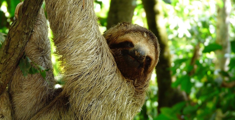 Sloth in Costa Rica Historic Car Touring