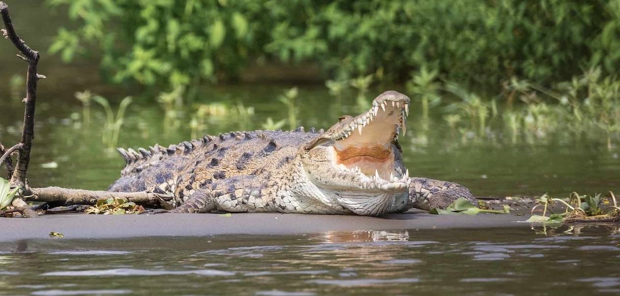 Bespoke Rallies Costa Rica Tarcoles River Crocodile